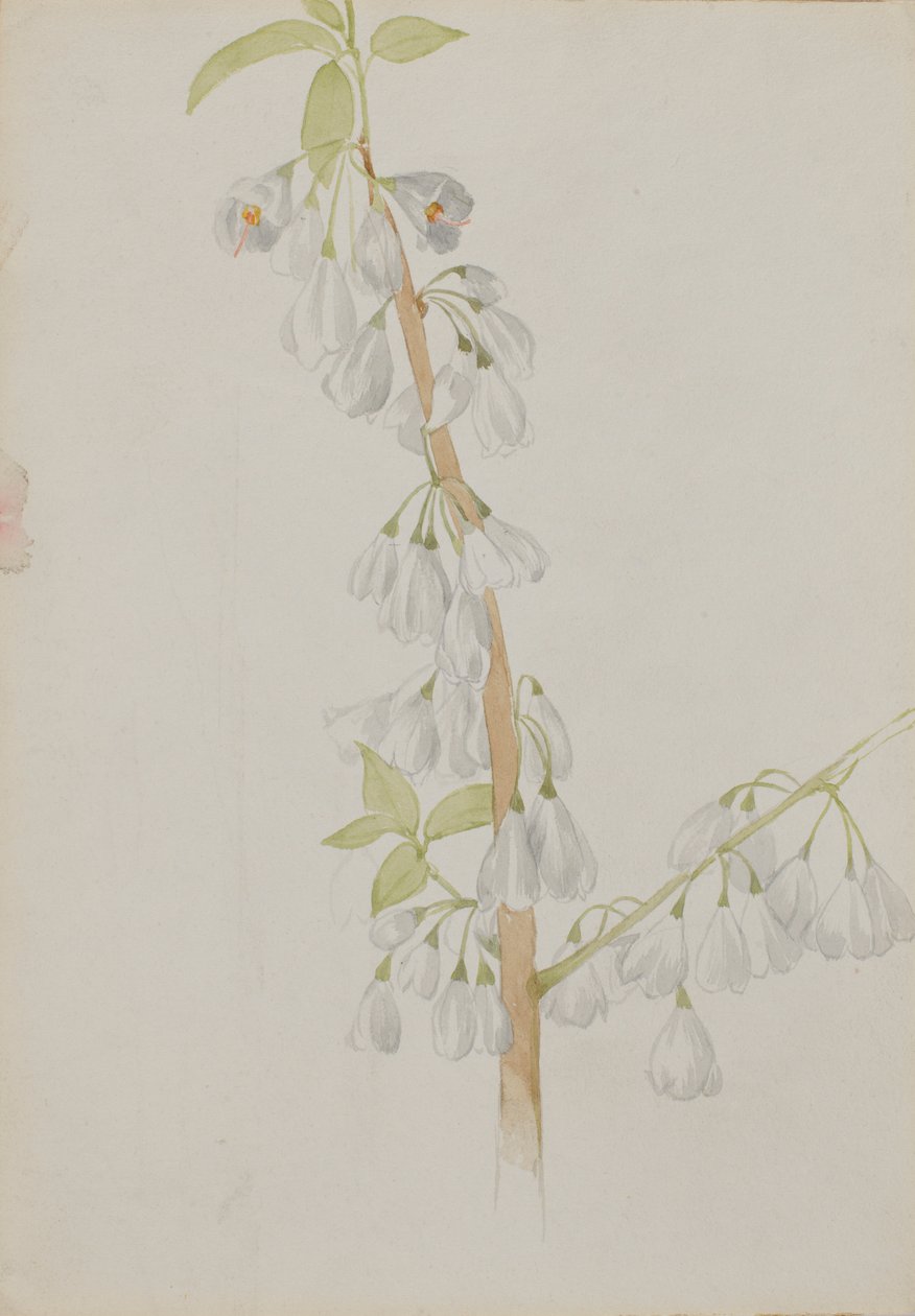 Untitled - Flower Study by Mary Vaux Walcott