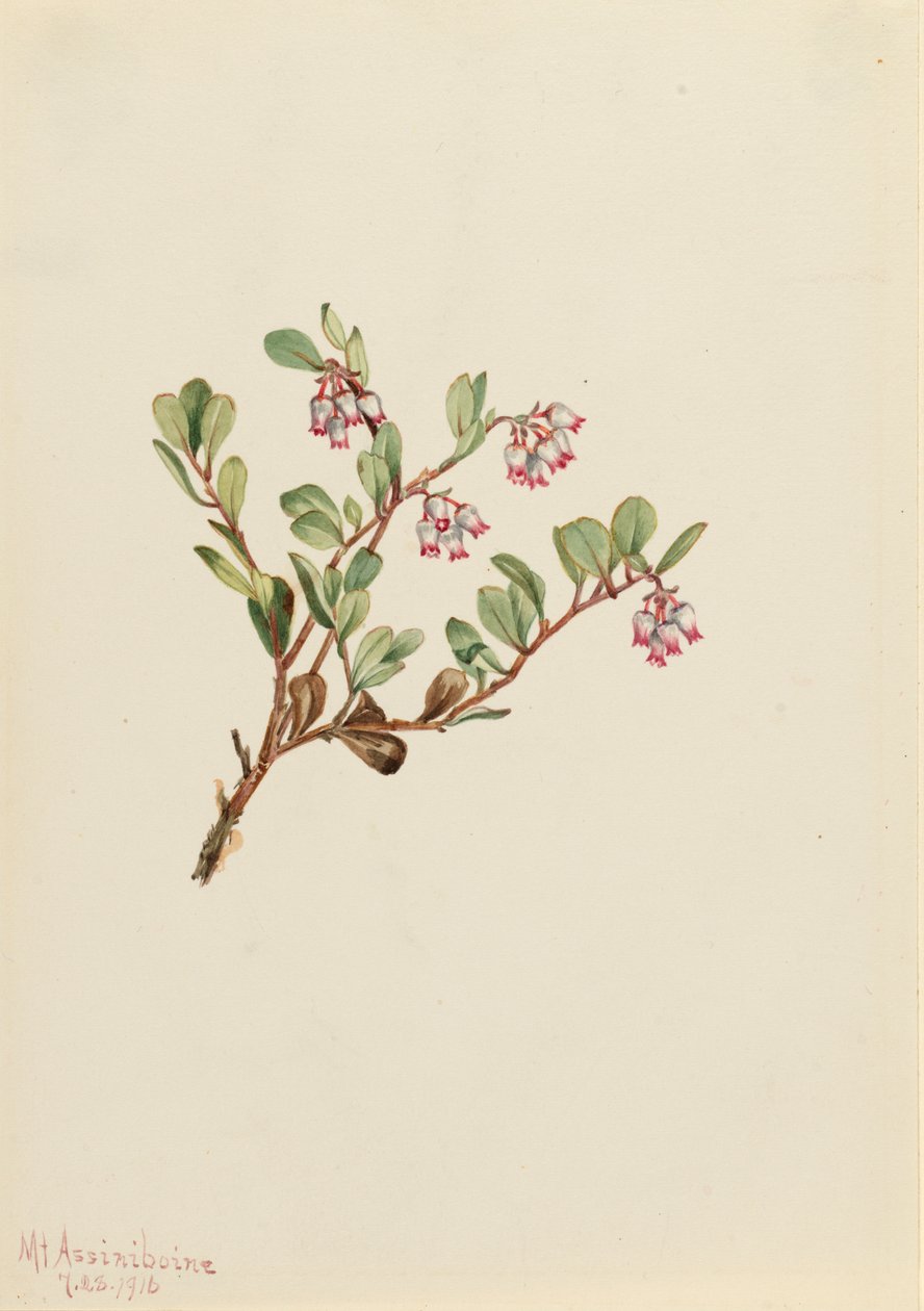 Bearberry, 1916 by Mary Vaux Walcott