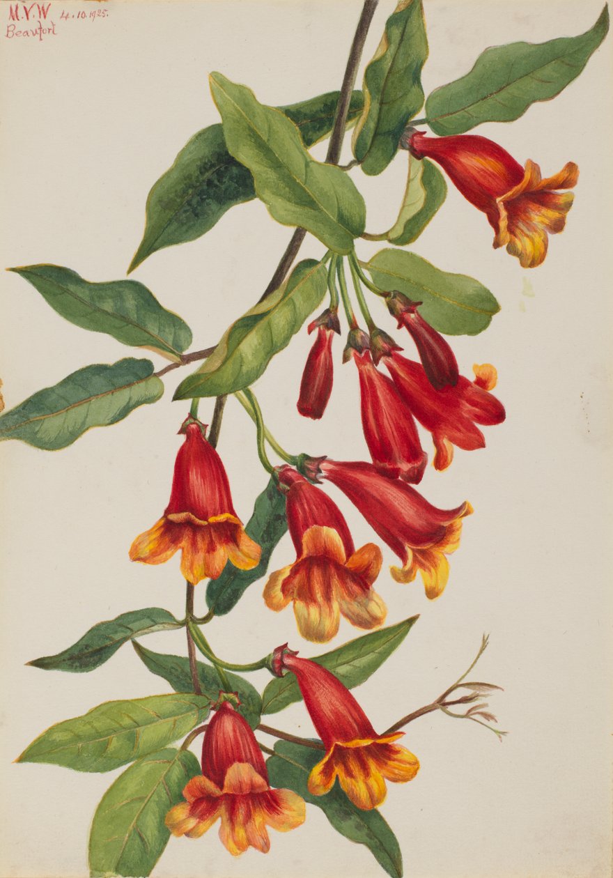 Crossvine Anisostichus capreolatus, 1925 by Mary Vaux Walcott