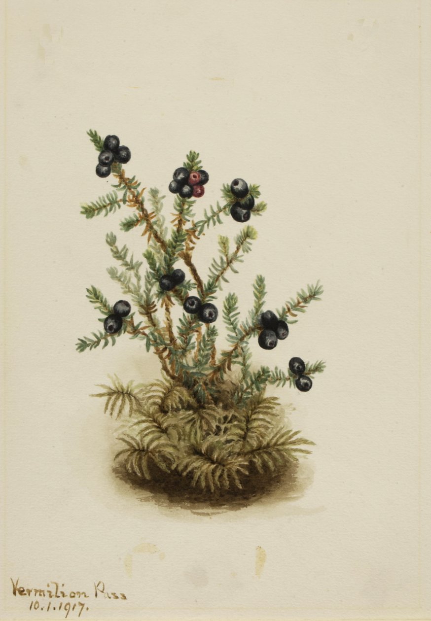 Crowberry Empetrum nigrum by Mary Vaux Walcott