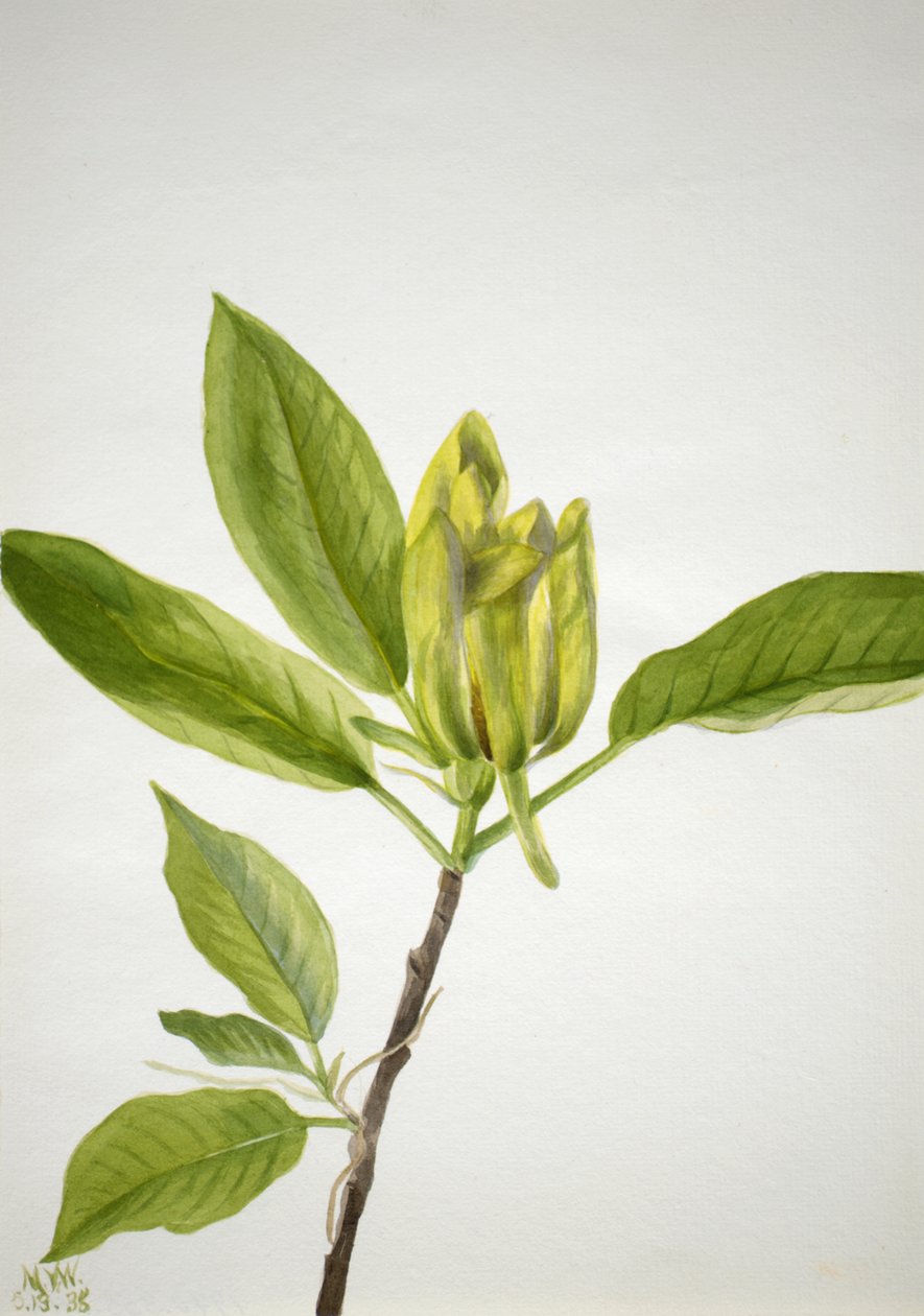 Cucumber Tree Magnolia, 1938 by Mary Vaux Walcott