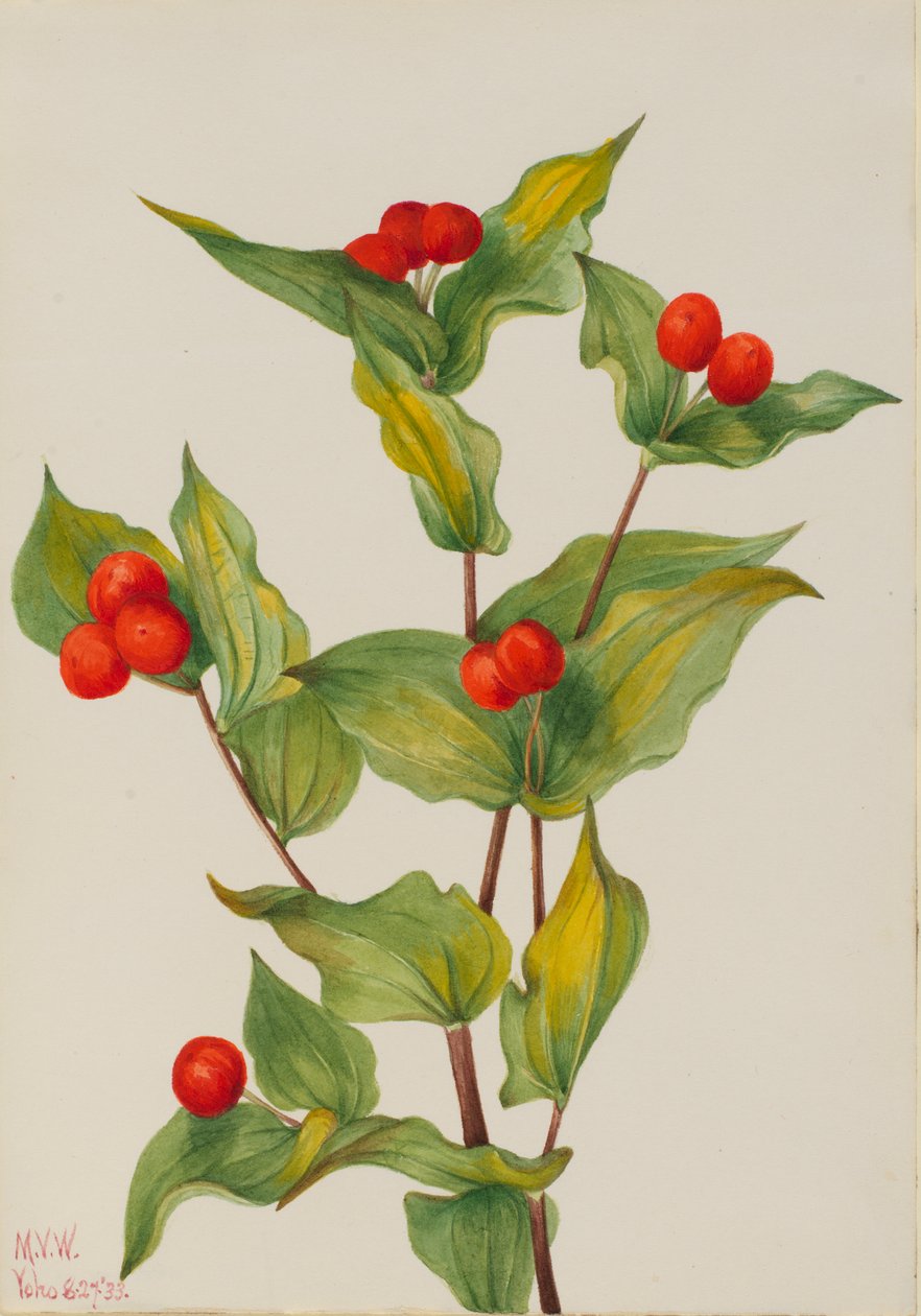 Fairy-bells Disporum hookeri by Mary Vaux Walcott