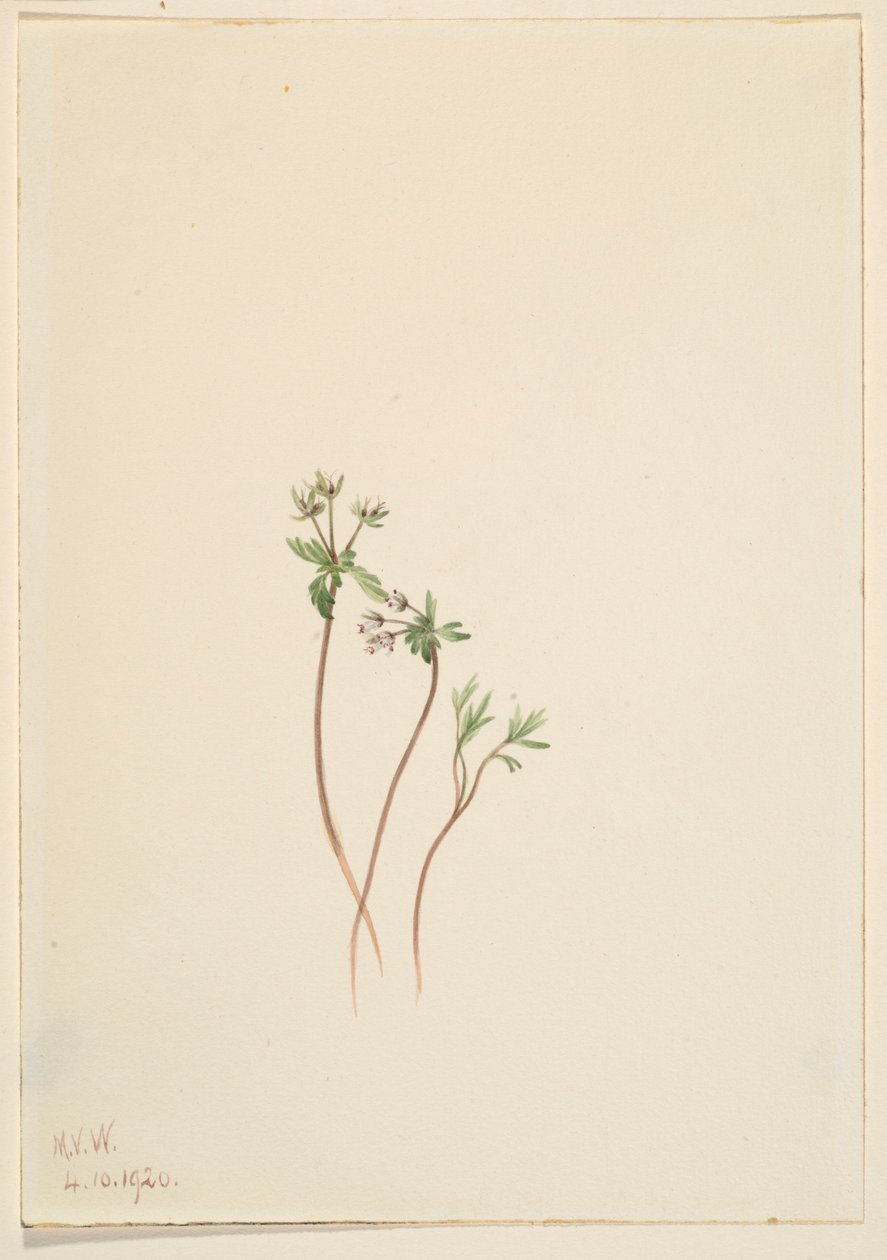 Harbinger of Spring by Mary Vaux Walcott