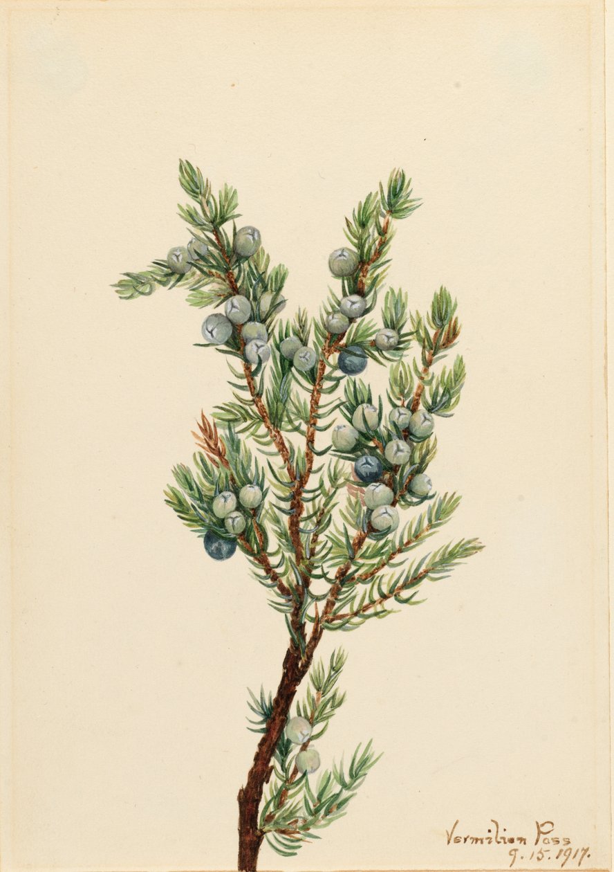 Mountain Juniper by Mary Vaux Walcott