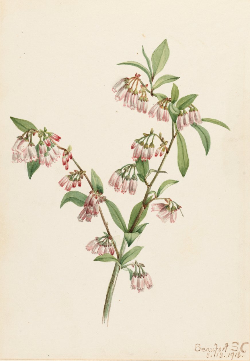 Pineland Blueberry Vaccinium tenellum, 1918 by Mary Vaux Walcott