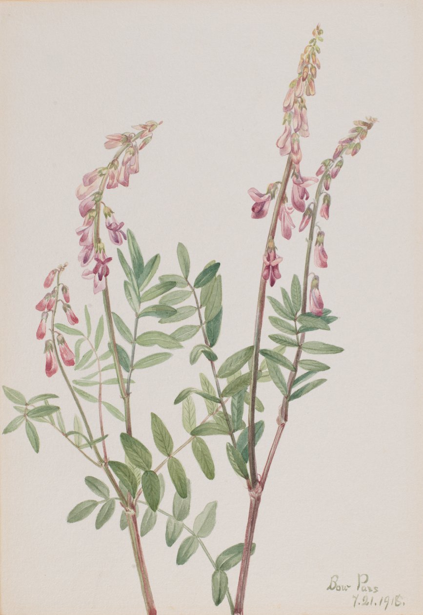 Pink Hedysarum Hedysarum americanum, 1918 by Mary Vaux Walcott