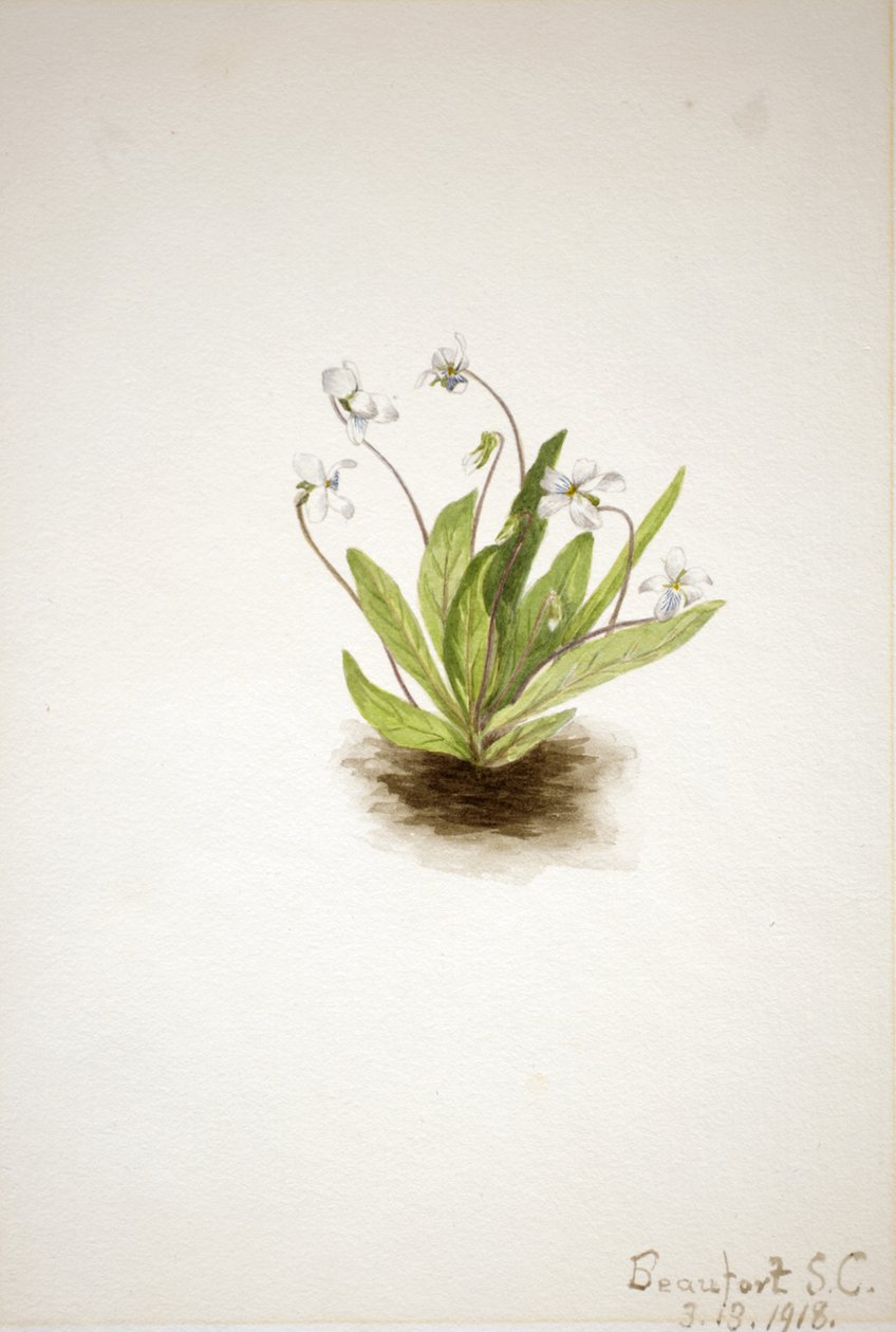 Primrose Violet Viola primulifolia by Mary Vaux Walcott