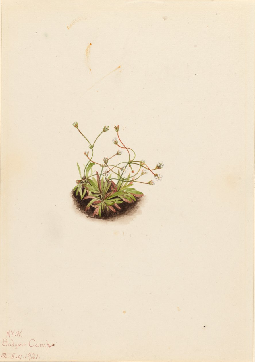 Pygmy Androsace by Mary Vaux Walcott