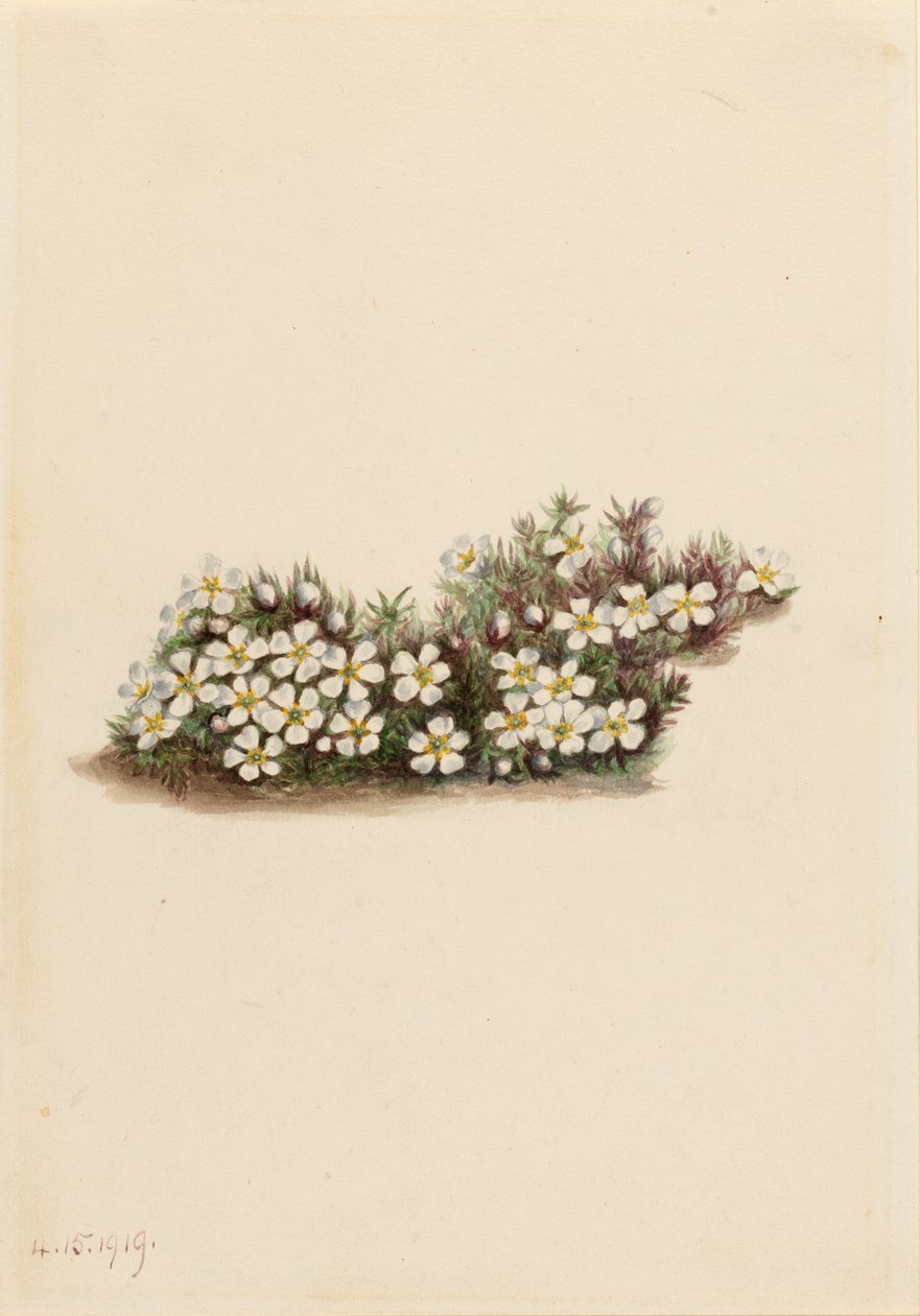 Pyxie by Mary Vaux Walcott
