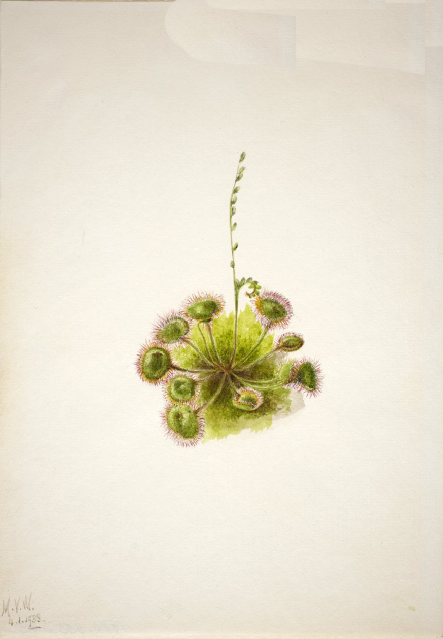 Roundleaf Sundew Drosera rotundifolia by Mary Vaux Walcott