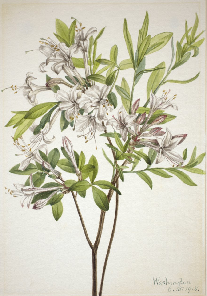 Swamp Azalea Azalea viscosa by Mary Vaux Walcott