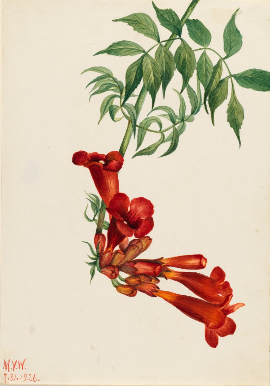 Trumpet Creeper Bignonia radicans, 1926 by Mary Vaux Walcott