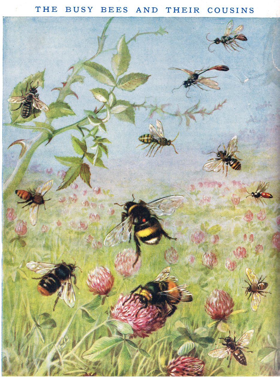 The Busy Bees and their cousins by Maud Scrivener