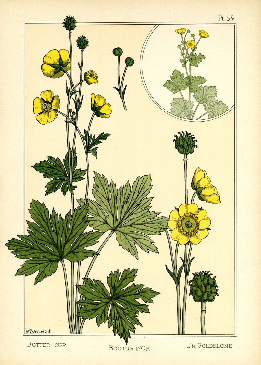 The Buttercup by Maurice Pillard Verneuil