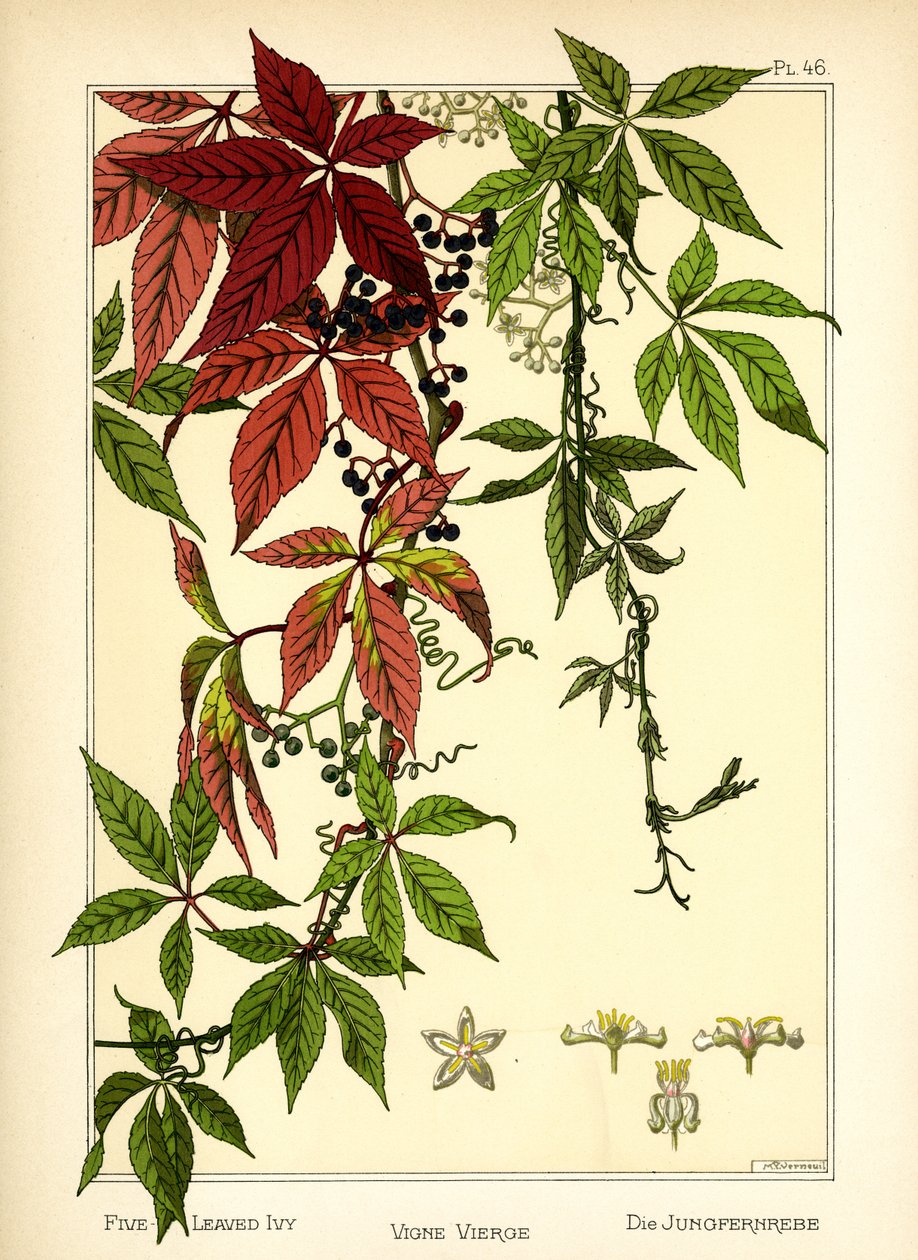 The Five-leaved Ivy by Maurice Pillard Verneuil