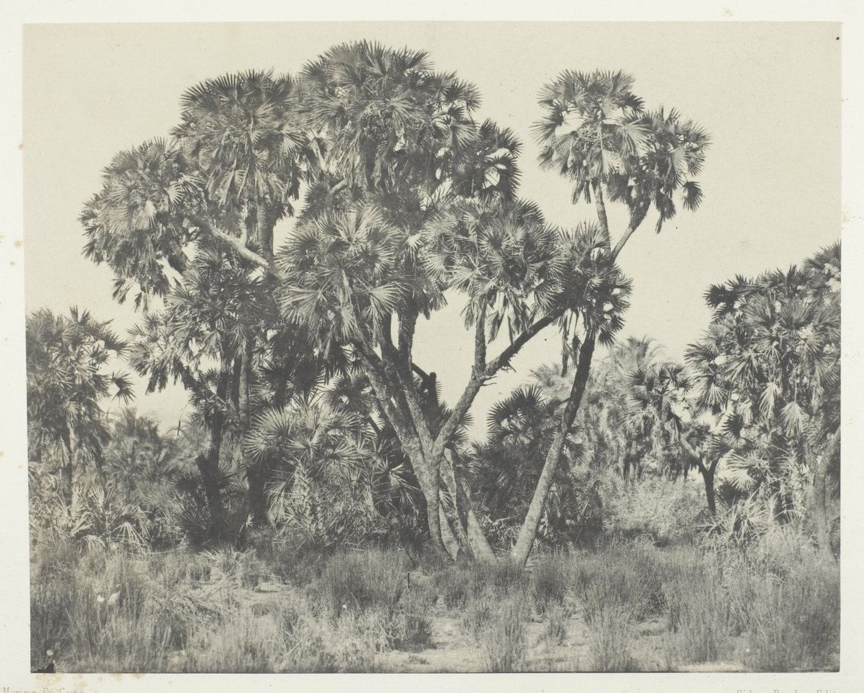 Doum Palms, Upper Egypt by Maxime Du Camp