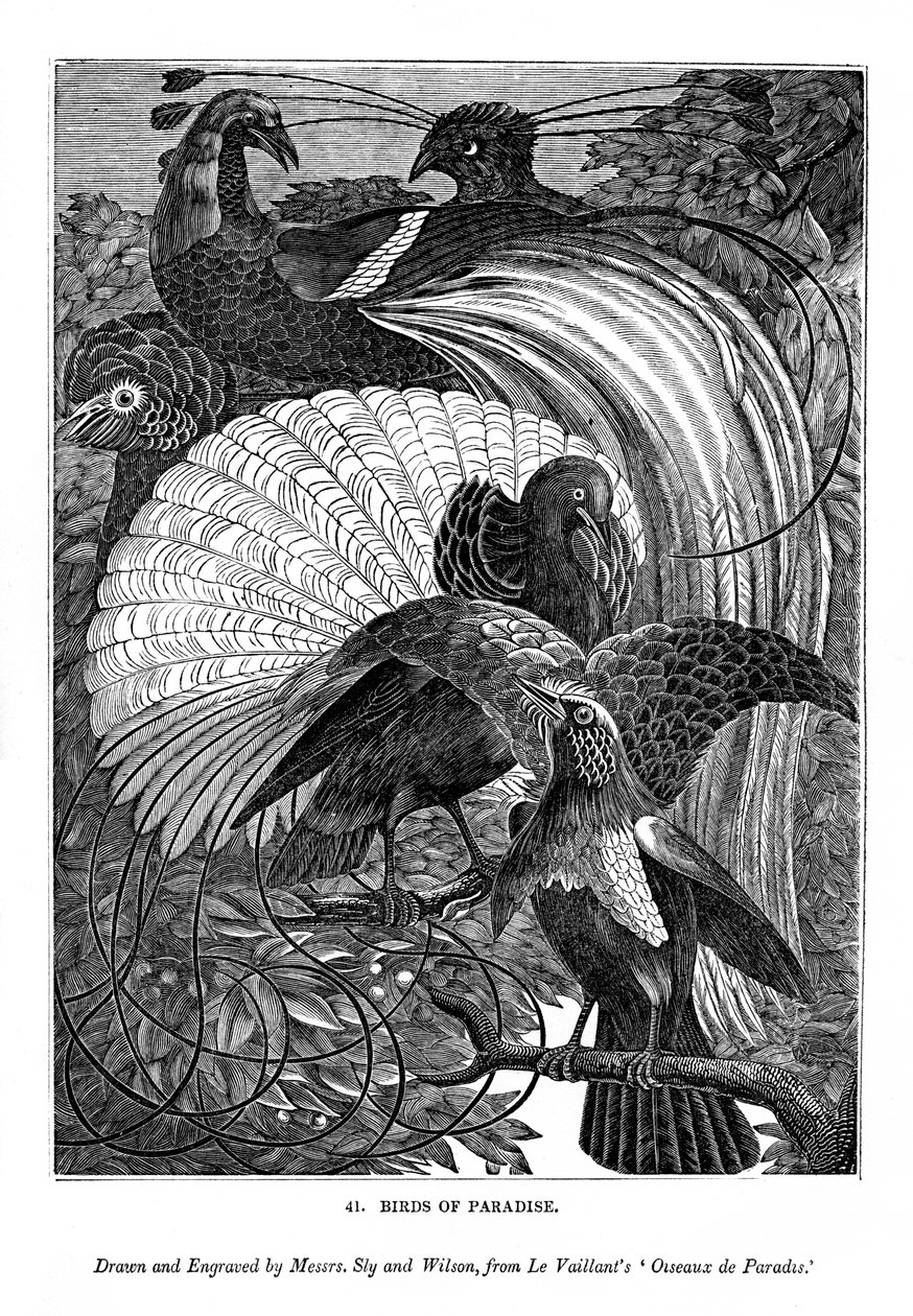 Birds of Paradise by Messrs Sly and Wilson
