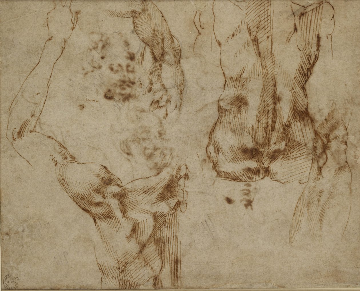 Study of a back and shoulder by Michelangelo Buonarroti