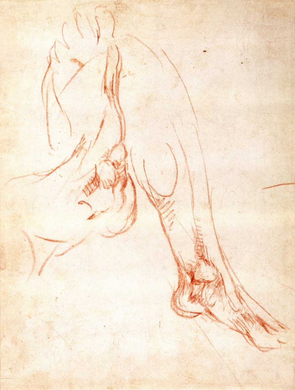 Study of a Lower Leg and Foot (recto) by Michelangelo Buonarroti