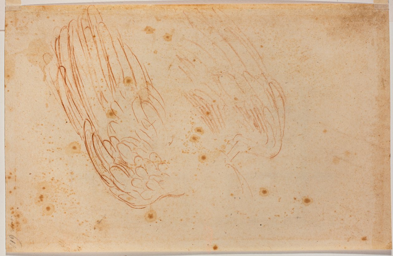 Sketch of an eagle by Michelangelo Buonarroti