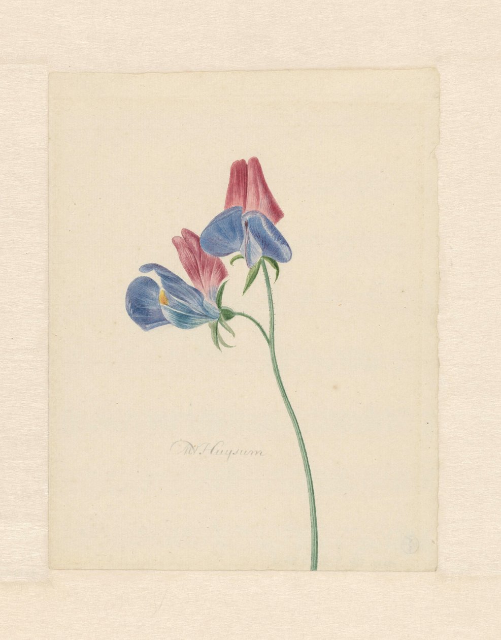 Branch with Two Flowers by Michiel Van Huysum