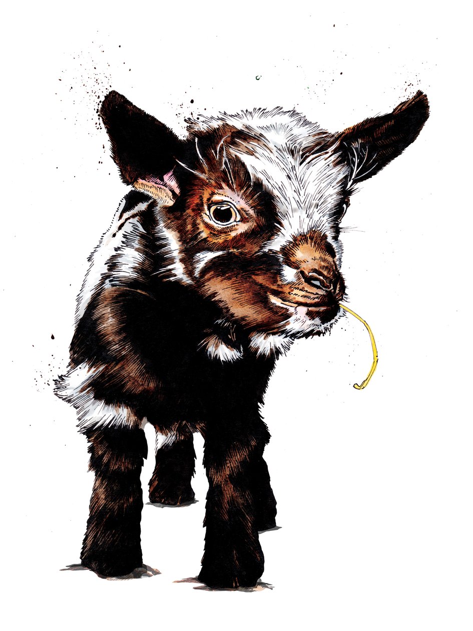 Baby Goat on White, 2020 by Mike Davis