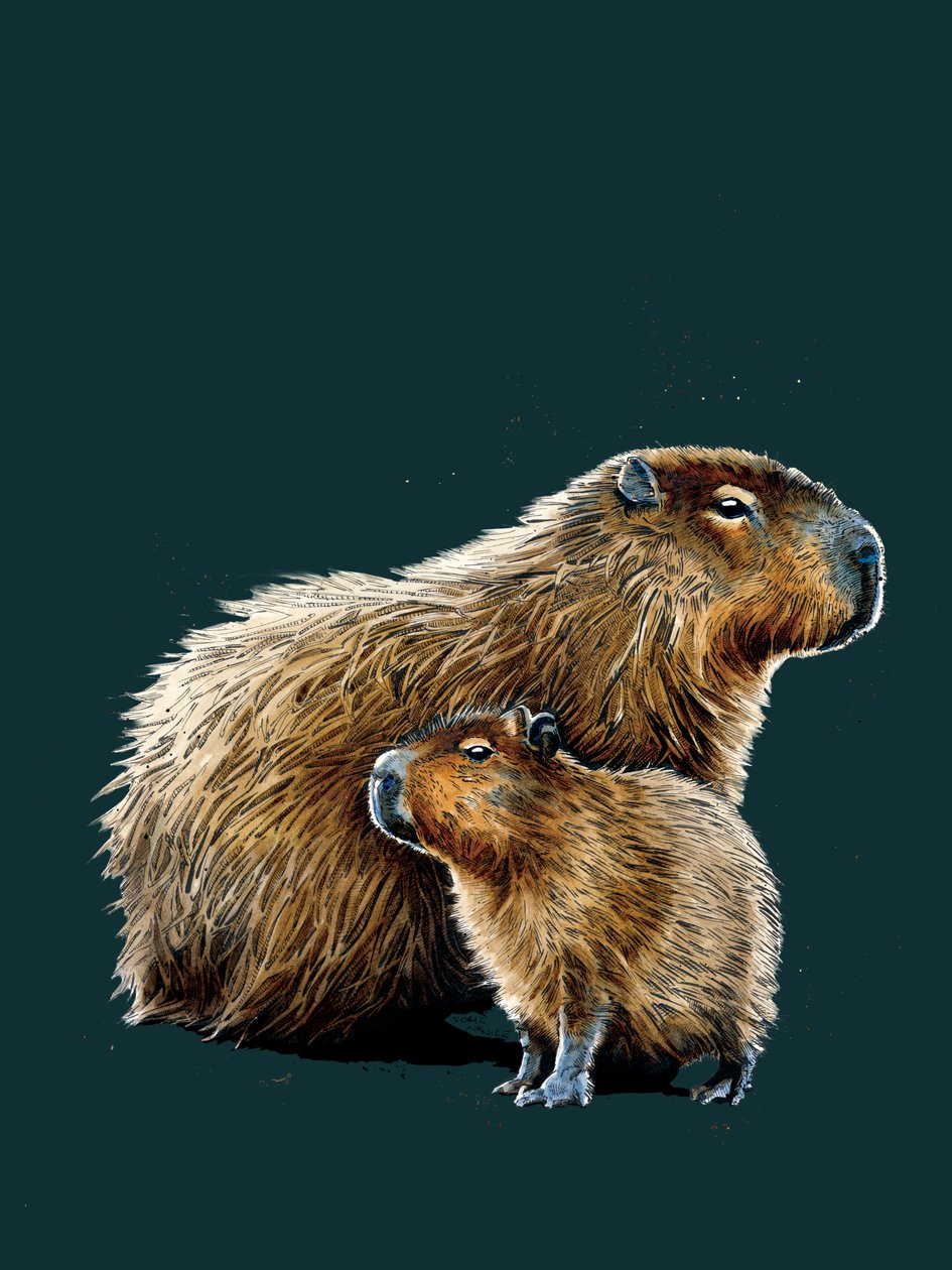 The Capybaras on Deep Cyan by Mike Davis