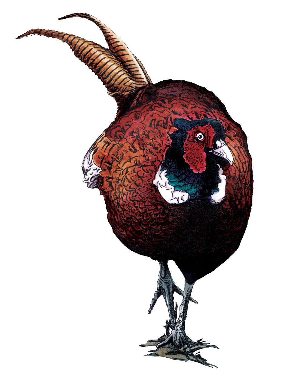 The Common Pheasant on White by Mike Davis
