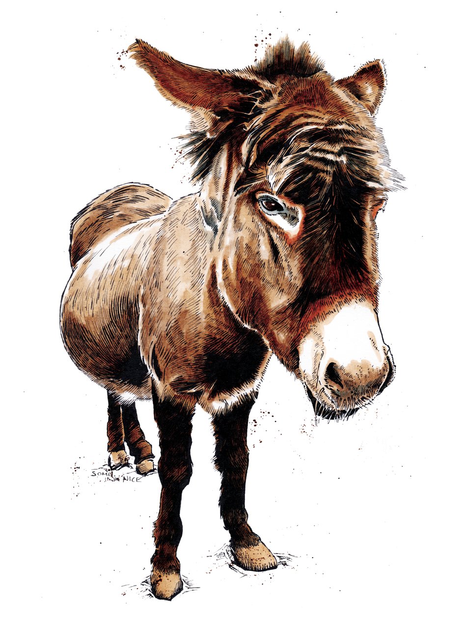 The Little Donkey on White by Mike Davis