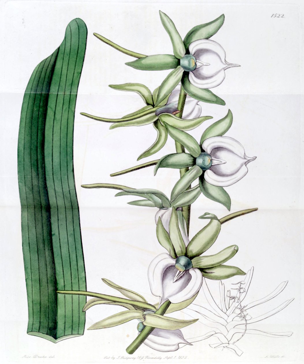 Angraecum eburneum by Miss Drake