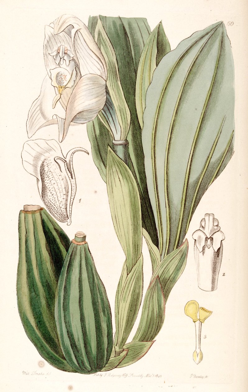 Anguloa uniflora by Miss Drake