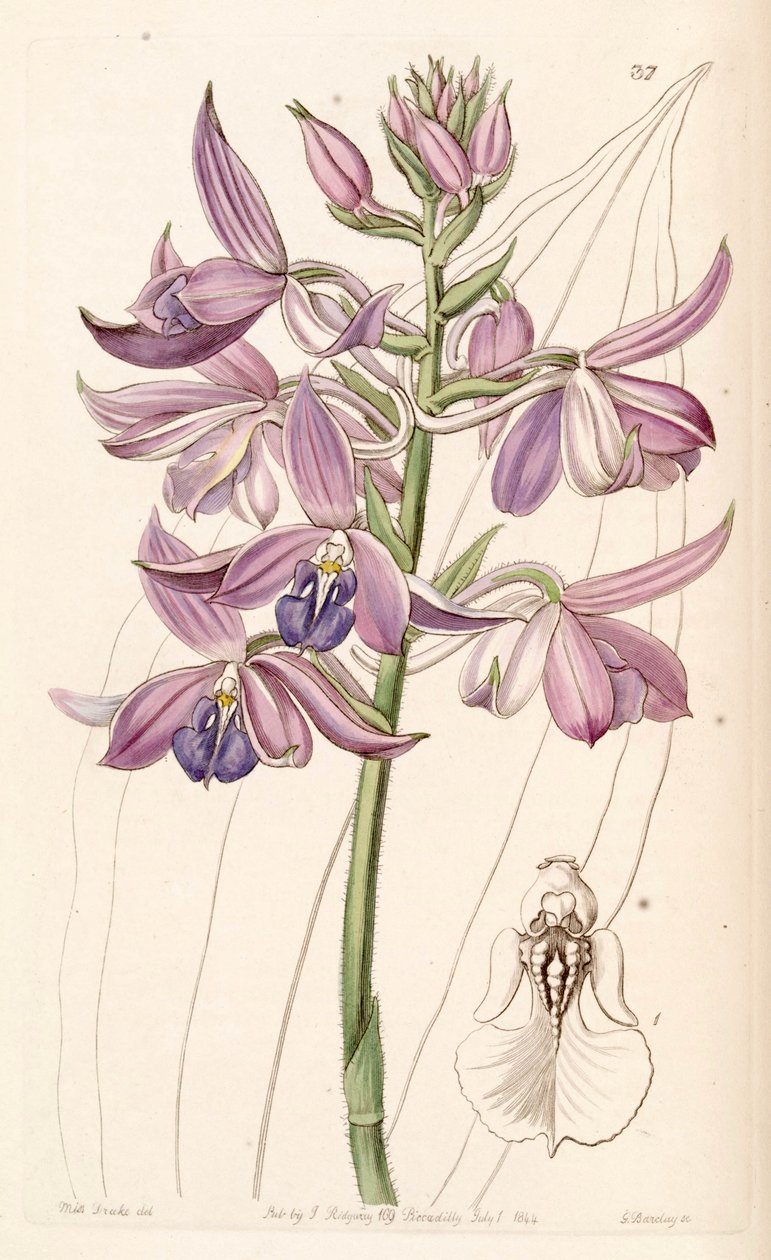 Calanthe sylvatica by Miss Drake