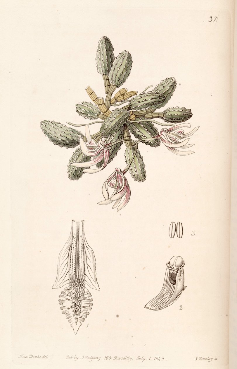 Dendrobium cucumerinum or Dockrillia cucumerina by Miss Drake