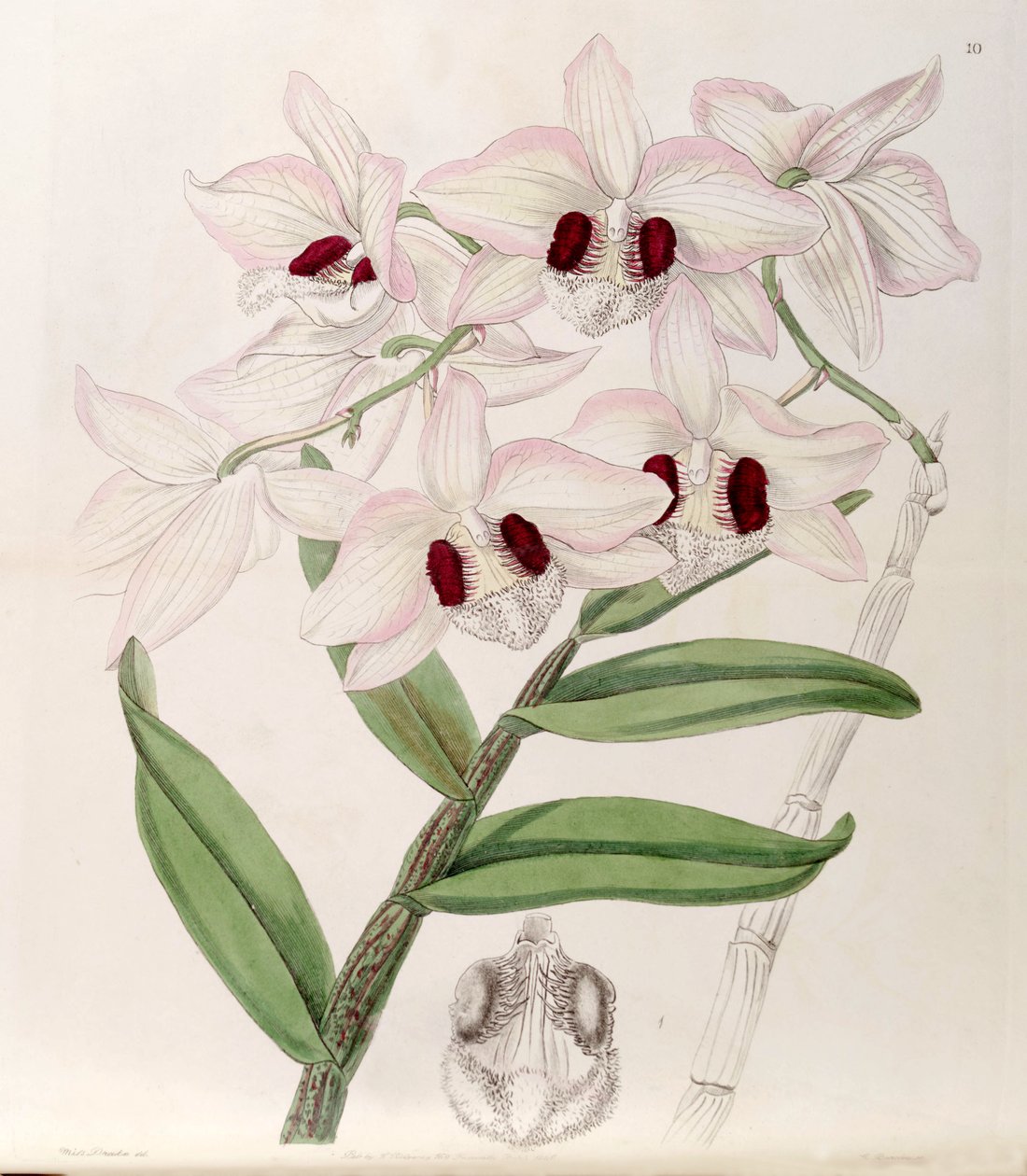 Dendrobium pulchellum by Miss Drake