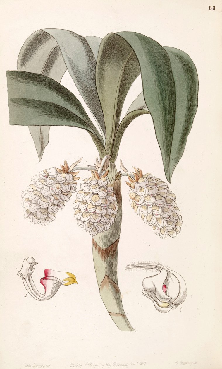 Illustration of Eria spicata (as syn. Eria convallarioides) by Miss Drake