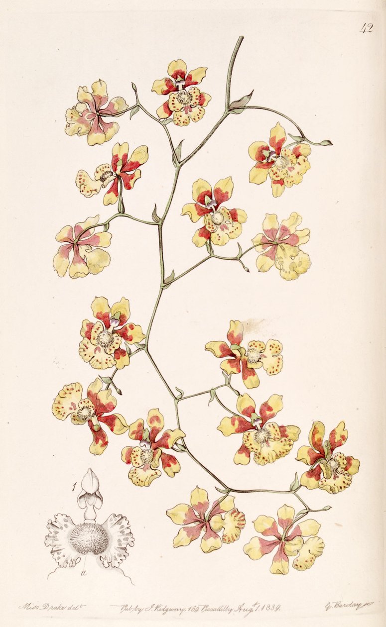 Oncidium divaricatum by Miss Drake