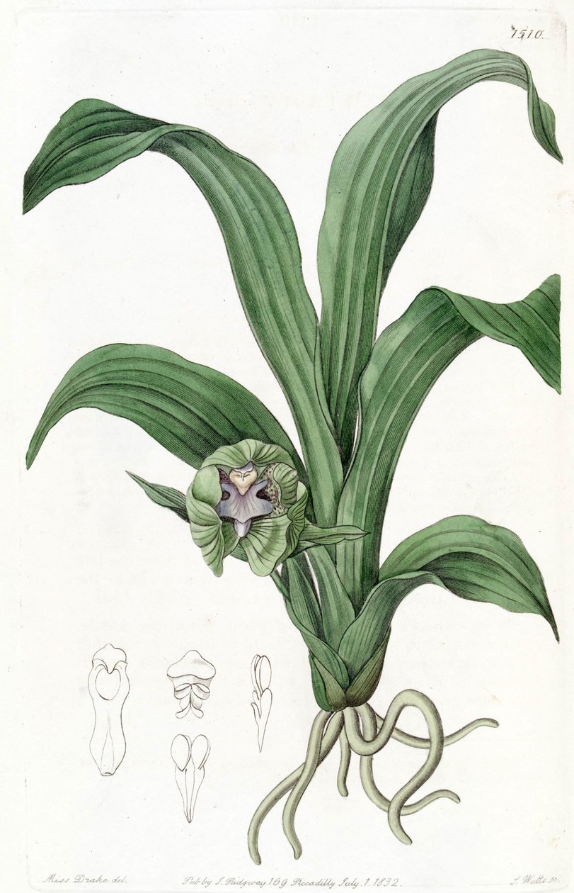 Pabstia viridis (as syn. Maxillaria viridis) by Miss Drake