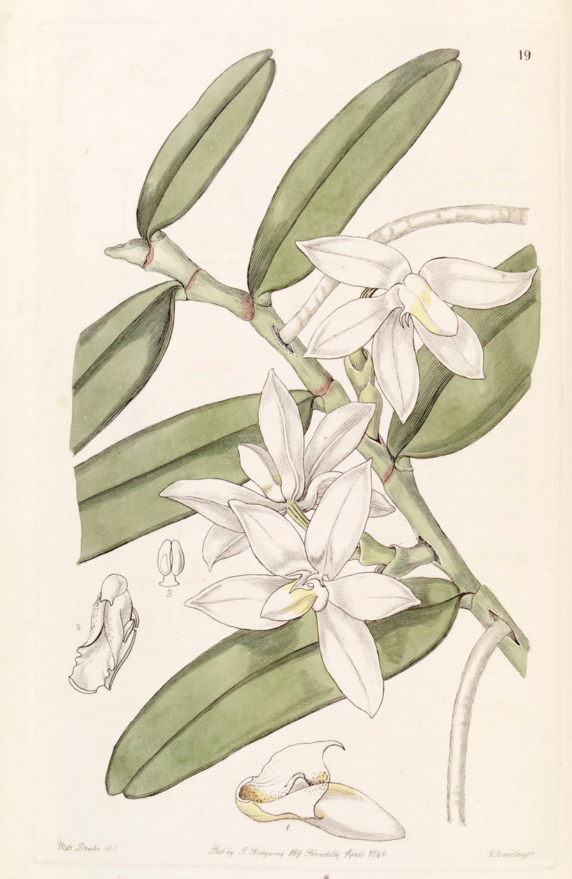 Illustration of Thrixspermum calceolus (as syn. Sarcochilus calceolus) by Miss Drake