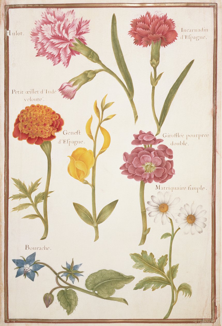 Two Carnations, French Marigold, Spanish Broom, Double Stock, Borage and Marguerite by Nicolas Robert