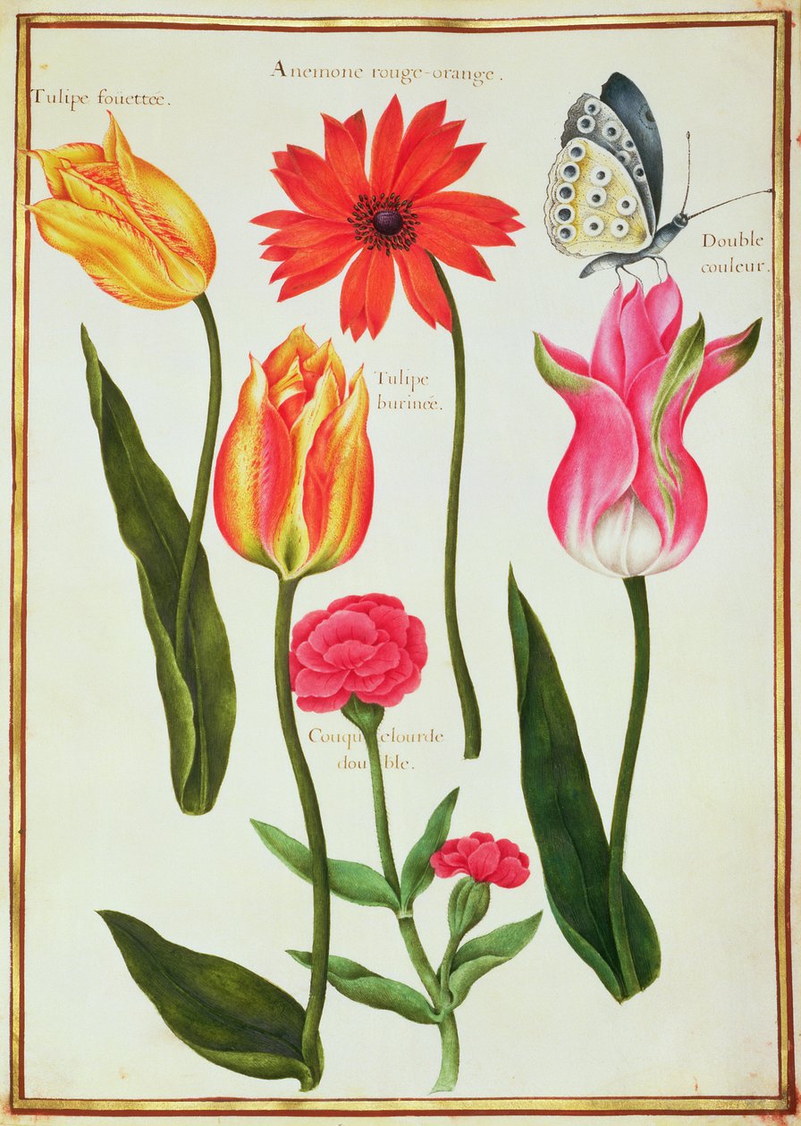 Tulips, Anemone, Lychnis and a Butterfly by Nicolas Robert