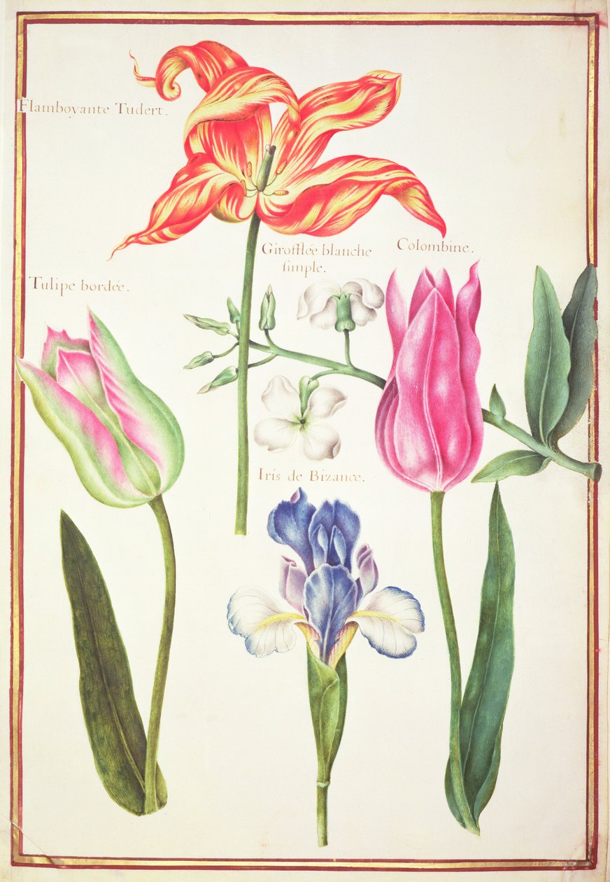Flower Studies: Tulips and Blue Iris by Nicolas Robert