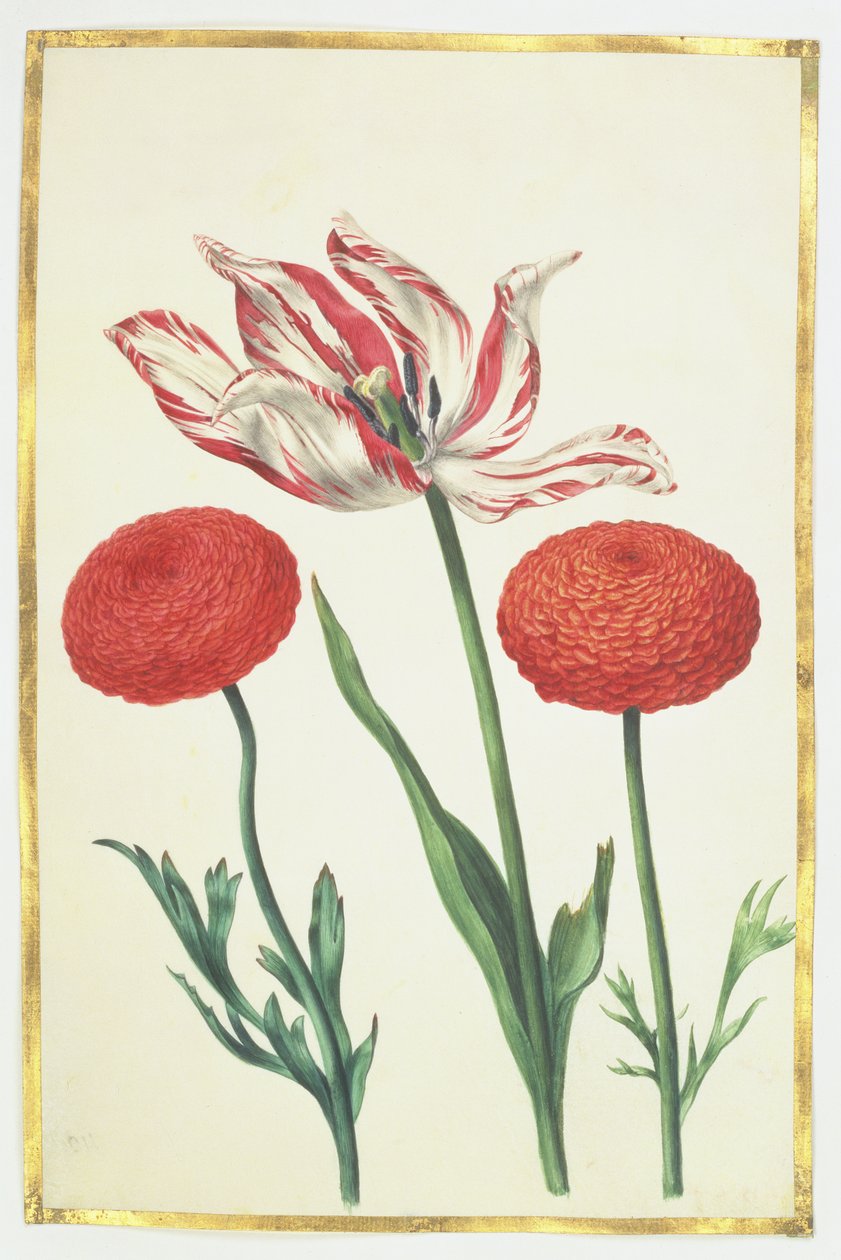 Tulip and Dahlias, c.1675 by Nicolas Robert