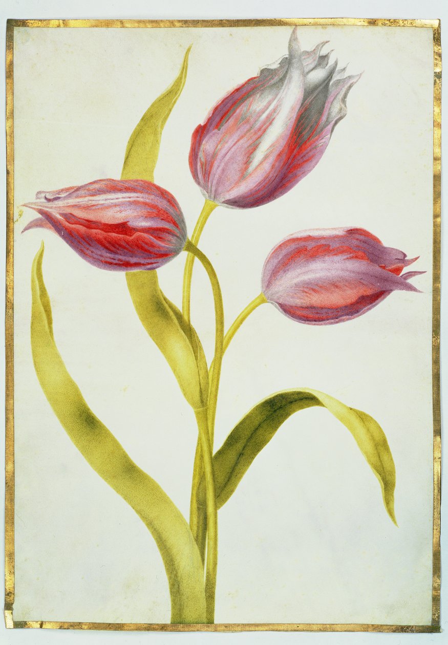 Tulips by Nicolas Robert