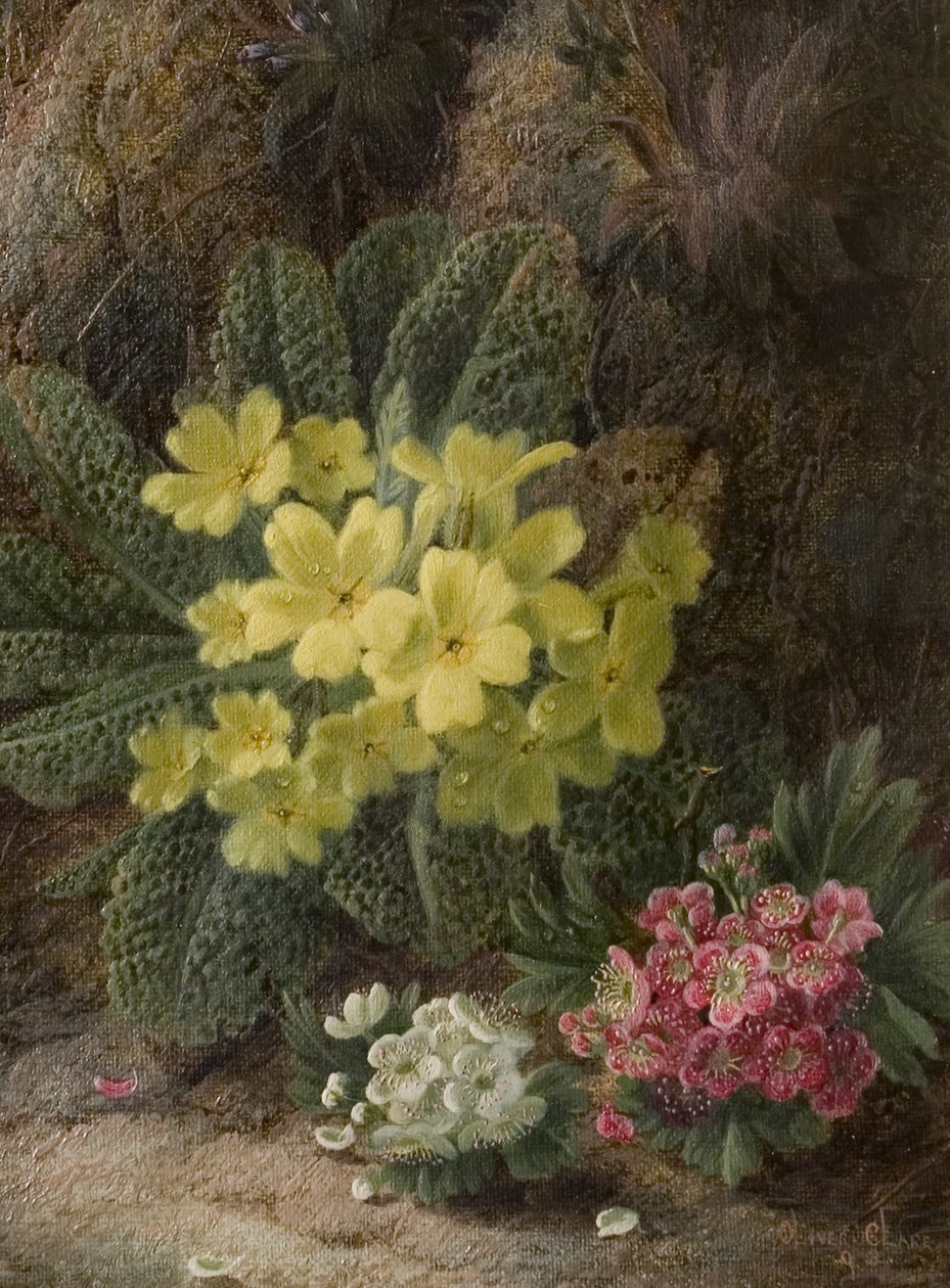 Primroses by Oliver Clare