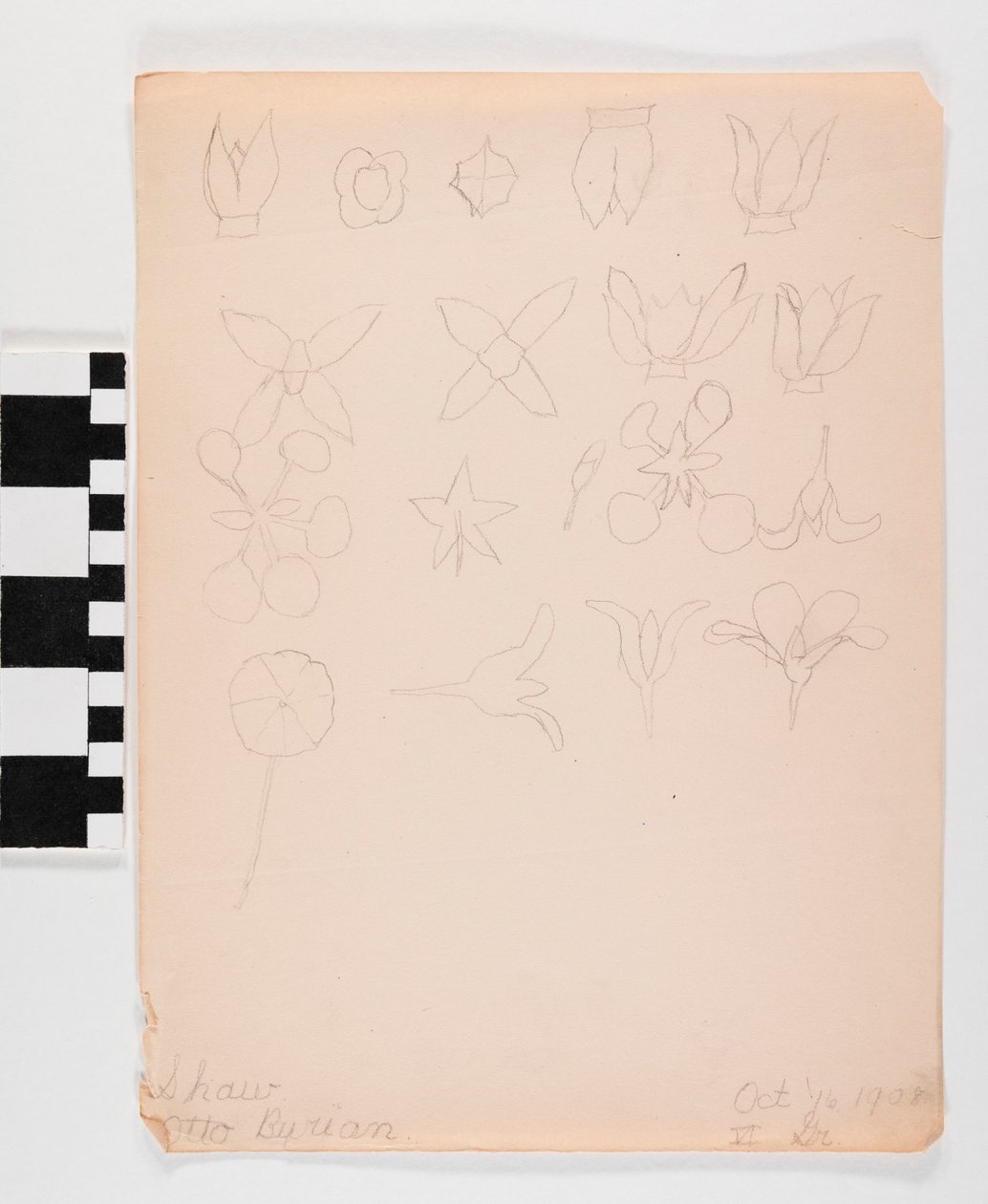 Pencil Drawing on Paper of Many Different Flower Buds in Four Rows by Otto Burian