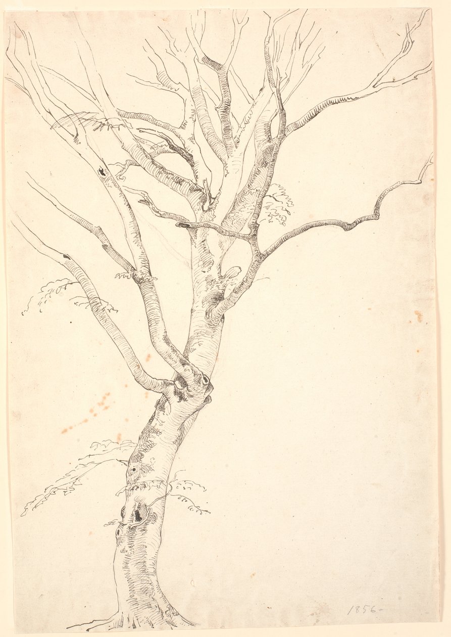 Leafless Beech Tree by P.C. Skovgaard