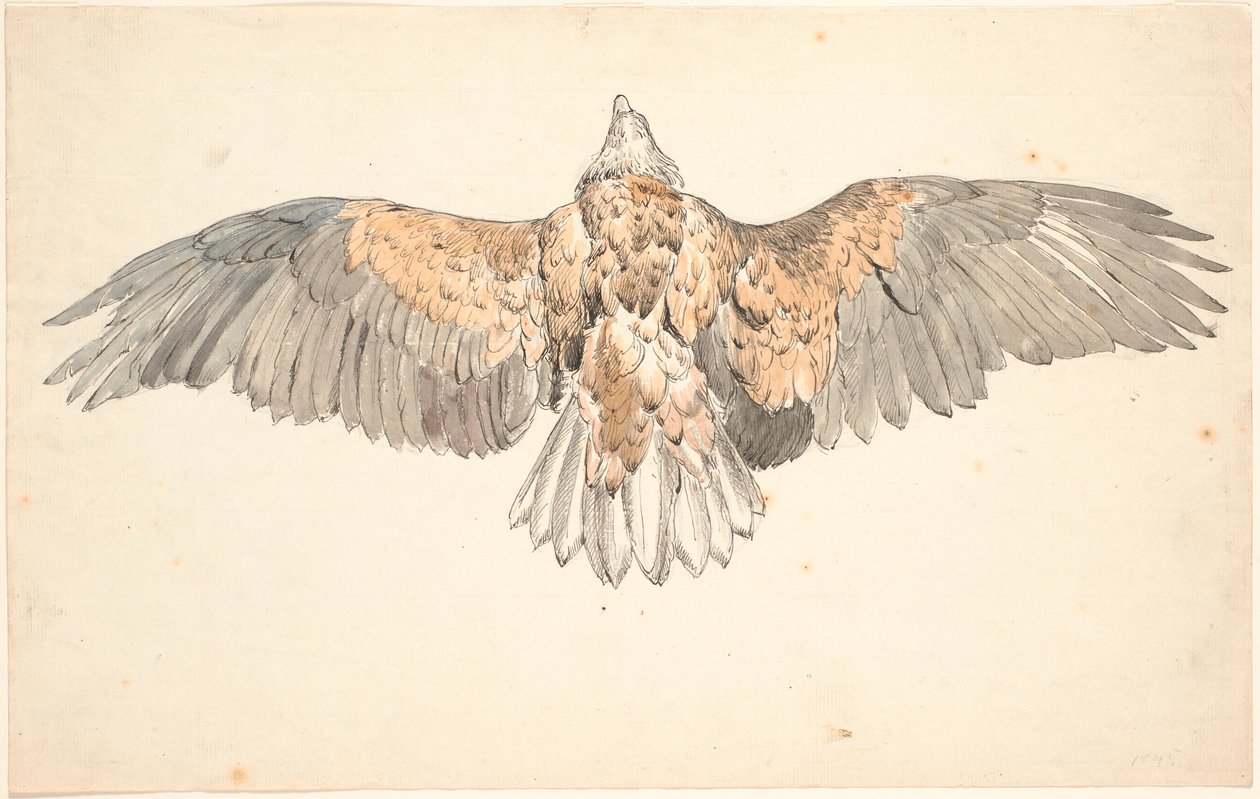 A dead buzzard with spread wings by P.C. Skovgaard