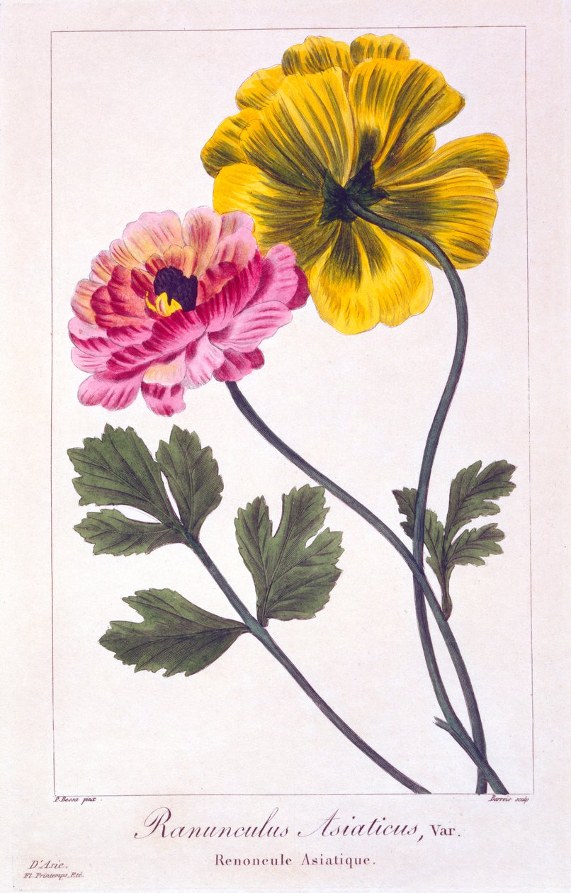 Persian Buttercup, pub. 1836 by Panacre Bessa