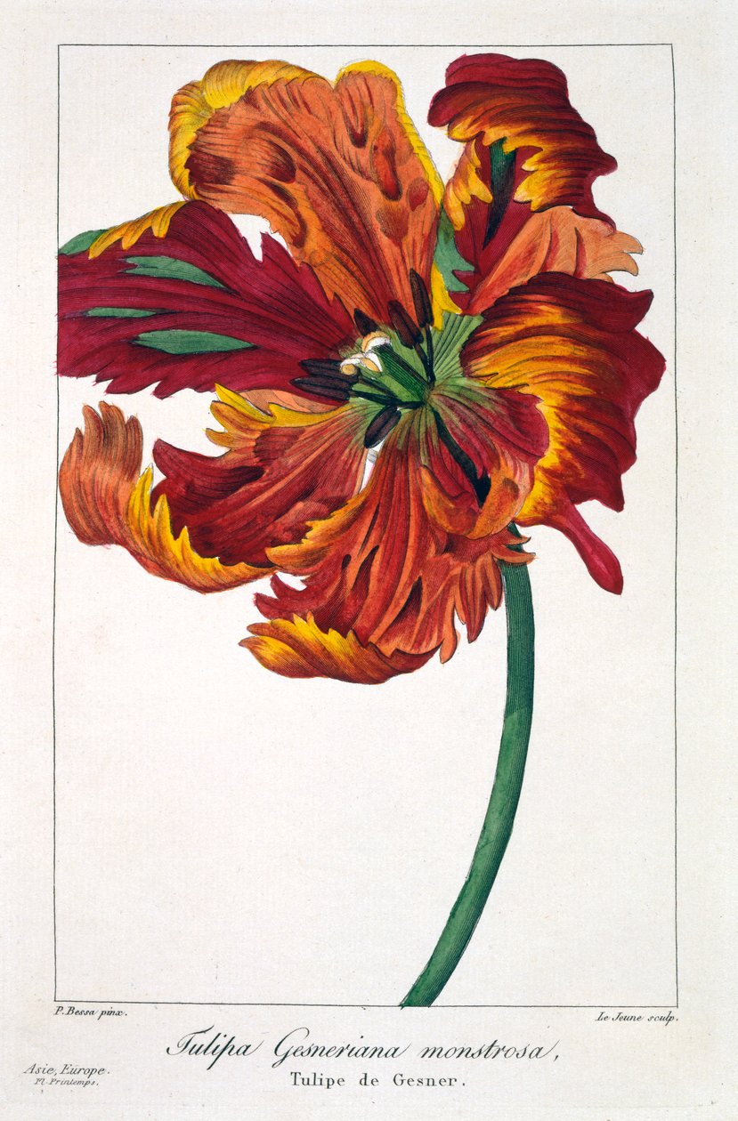 Tulip 