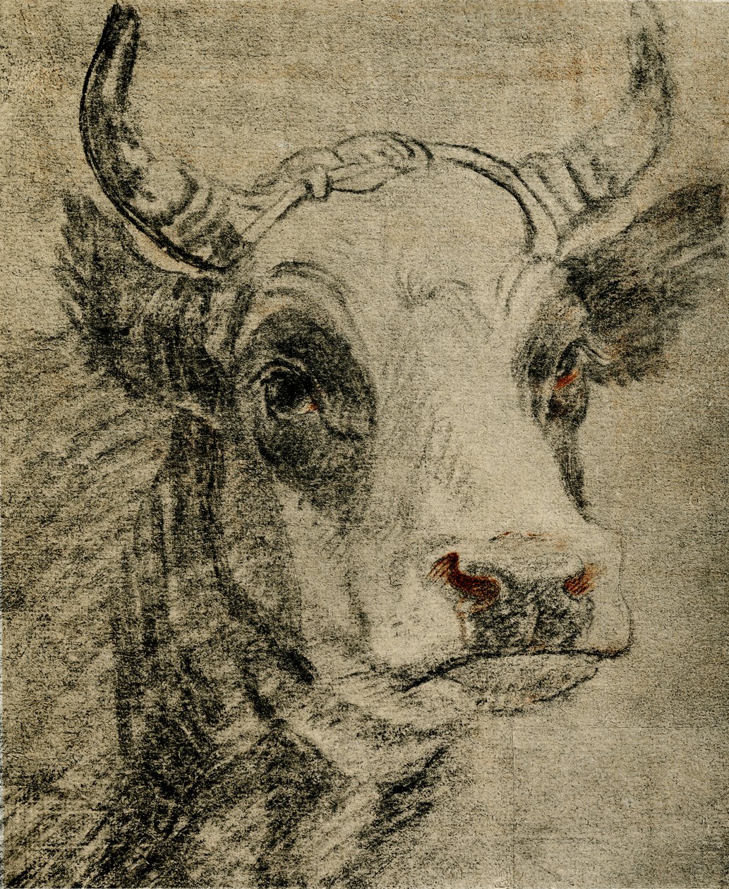 Animal Study by Paulus Potter
